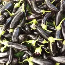 Eggplant