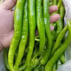 Sweet Pepper