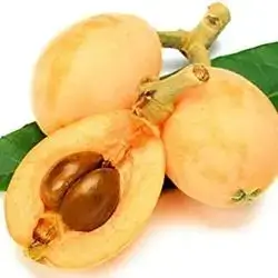 Loquat