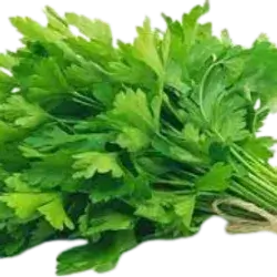 Celery Leaves