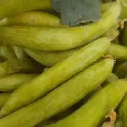 Armenian cucumber
