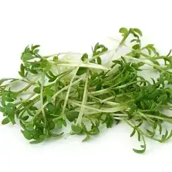 Cress