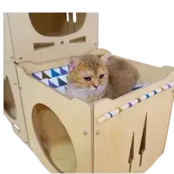 Cat House