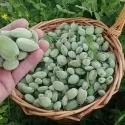 Green Almond 