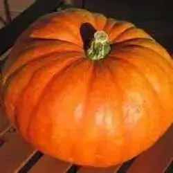 Yellow Pumpkin