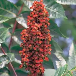 Sumac Grya Akre  Quarter Kilo
