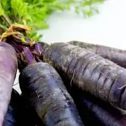 Black Carrot