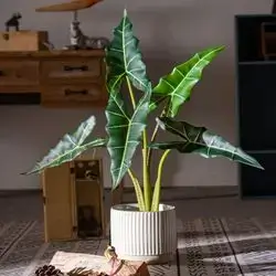 Alocasia Sarin Plant -
