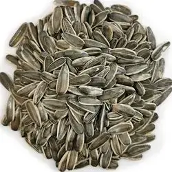 Premium Sunflower Seeds – 500g