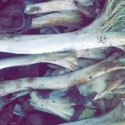 Akoub
