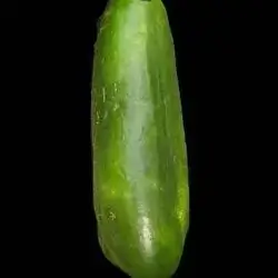 Dolma Cucumber