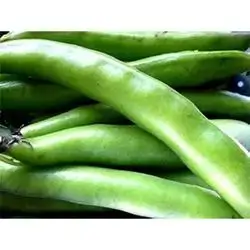 Broad Beans Loose