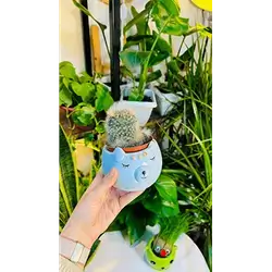 Plant Stand with Cactus