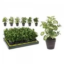 Koopman Plant in Black Pot 20Cm