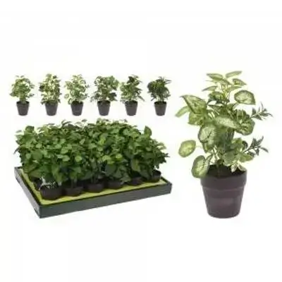 Koopman Plant in Black Pot 20Cm