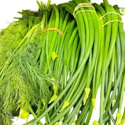 Spring Onion