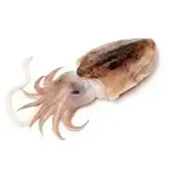 Cuttle Fish Kg
