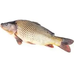 Fresh Carp 1.5-2 Kg