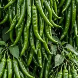 Chilli Green Pepper