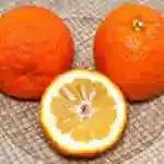 Bitter Orange